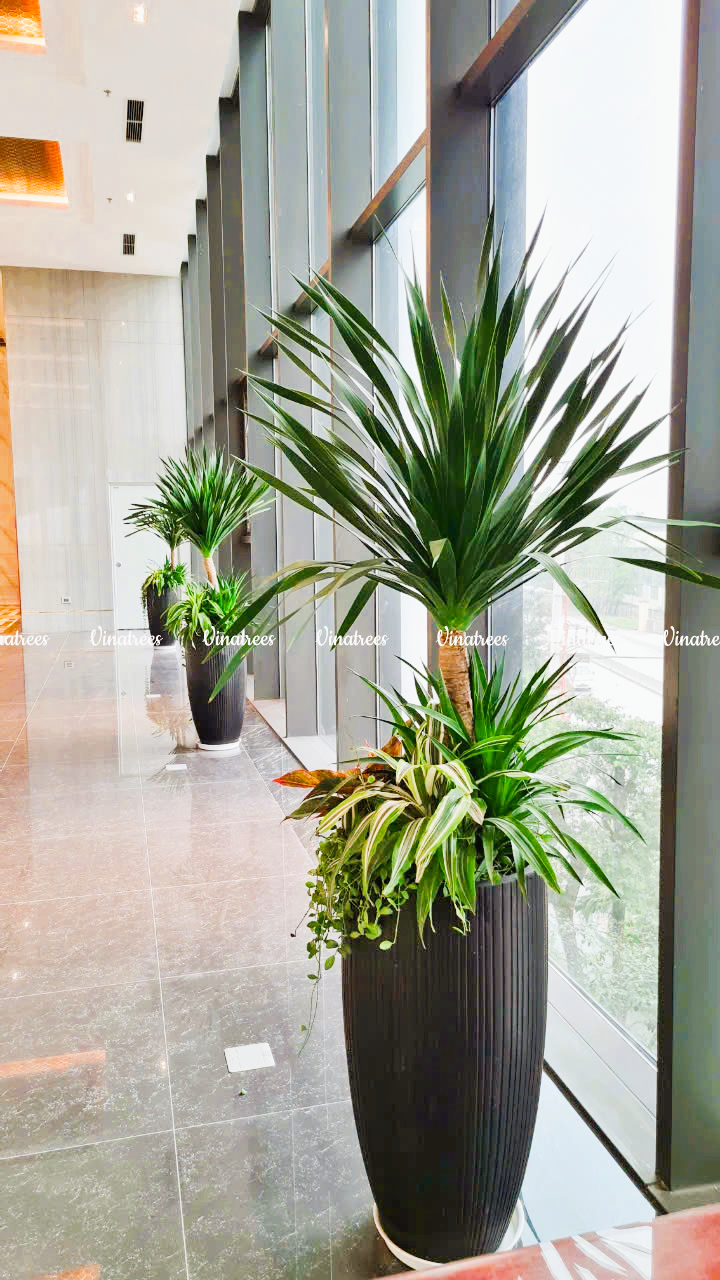 Cây cảnh nội thất mừng khai trương _Vinatrees